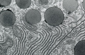 Pathology research Pathology research