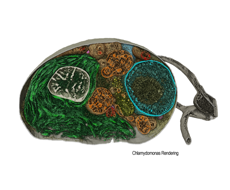 Chlamydomonas Rendering