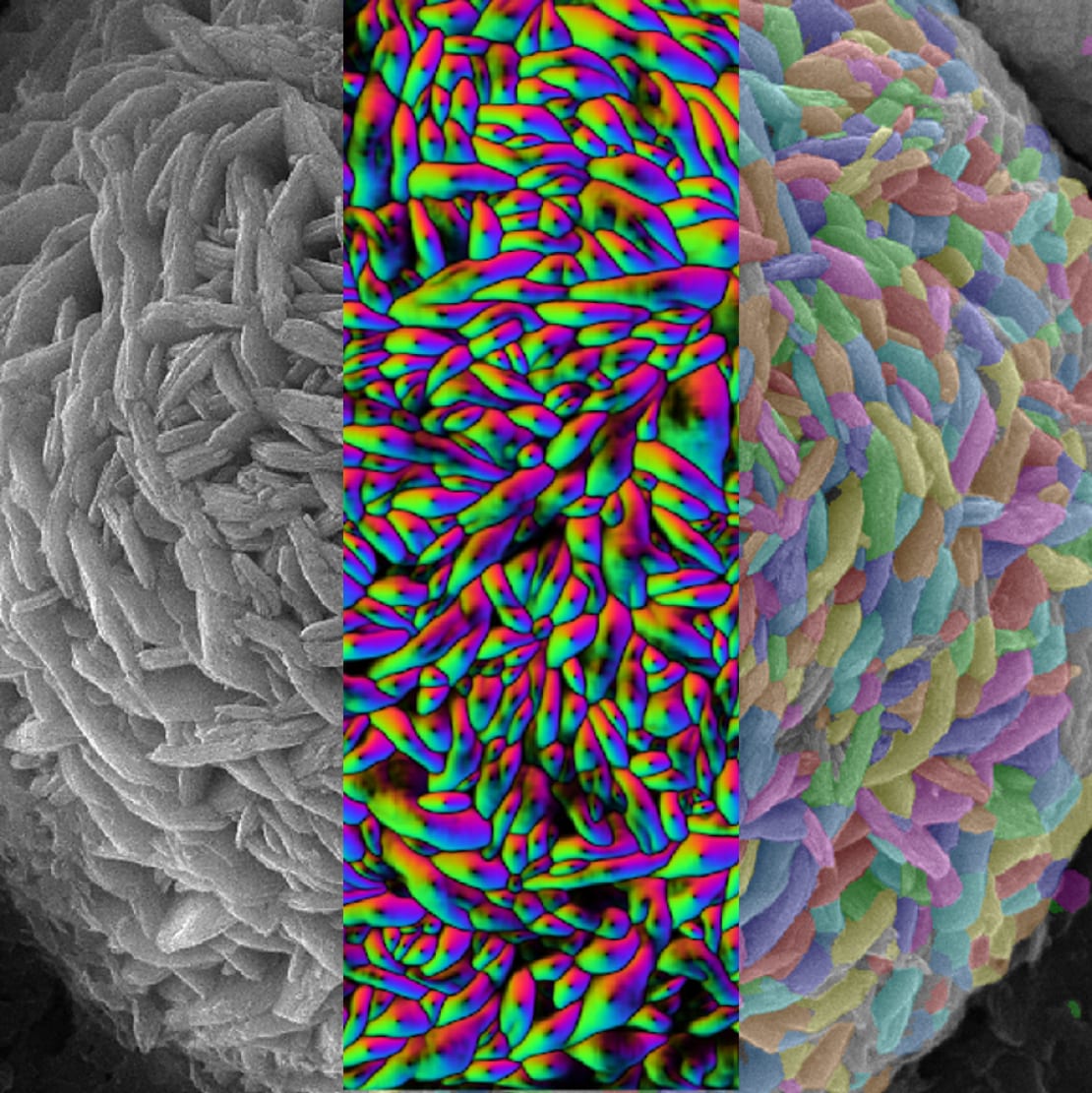 CellPoseAvizoImage-2