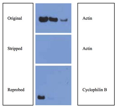 Stripping And Reprobing Western Blots