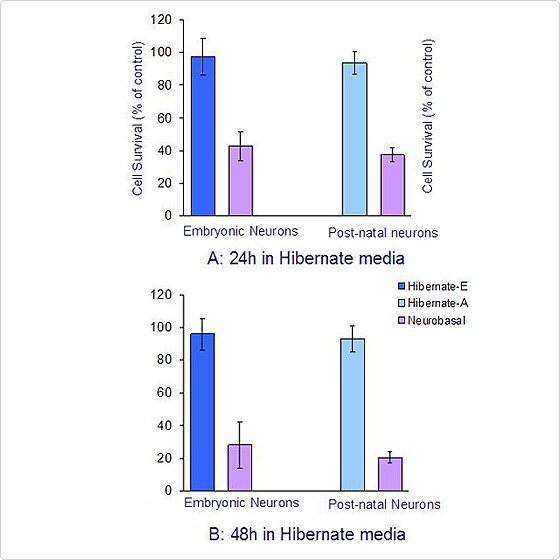 Quantification of neuronal survival at 24 and 48h in Hibernate media Quantification of neuronal survival at 24 and 48h in Hibernate media