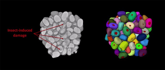 Insect damage quantification Insect damage quantification