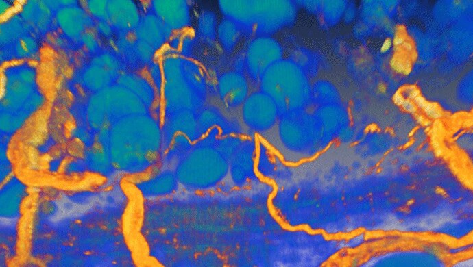 Perivascular tissue innervation Perivascular tissue innervation