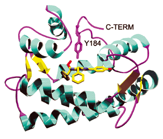 molecular-probes.par.91544.image.325.278.1.g001249-gif molecular-probes.par.91544.image.325.278.1.g001249-gif