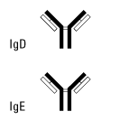 Structures of IgD and IgE Structures of IgD and IgE