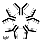 IgM Class IgM Class