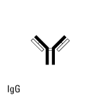 IgG Class IgG Class