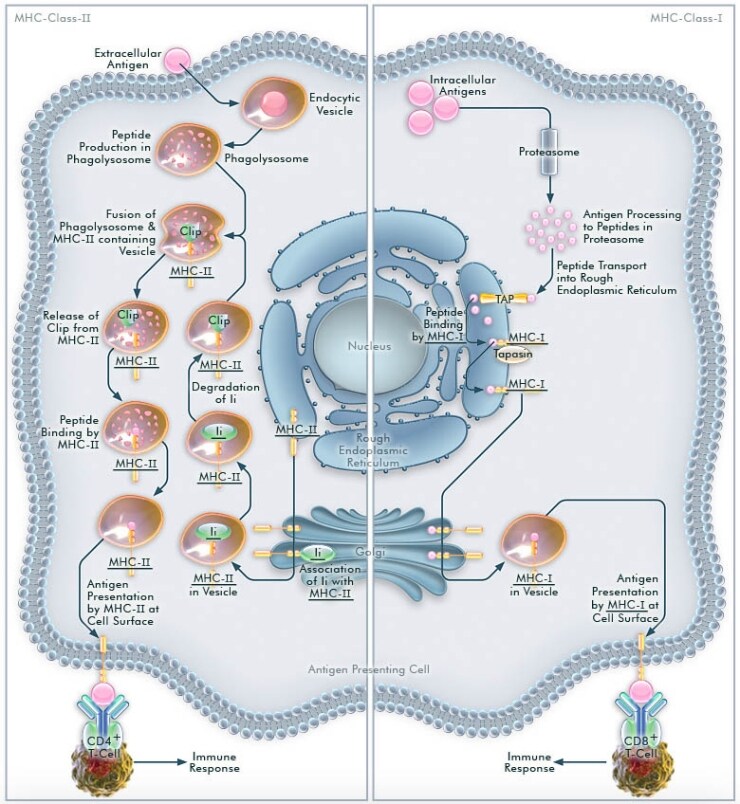 Antigen Processing and Presentation by MHCs Antigen Processing and Presentation by MHCs