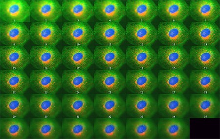 A series of 41 images taken every 0.366 μm of focal plane in HeLa cells using the Z-stack function of the EVOS FL Auto Imaging System. A series of 41 images taken every 0.366 μm of focal plane in HeLa cells using the Z-stack function of the EVOS FL Auto Imaging System.