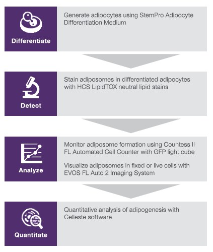 Adipogenesis workflow Adipogenesis workflow
