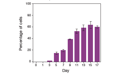 Quantitative comparison of adipocyte numbers during different stages of adipogenesis Quantitative comparison of adipocyte numbers during different stages of adipogenesis