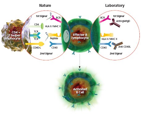 B Cell Activation Functional Assay B Cell Activation Functional Assay