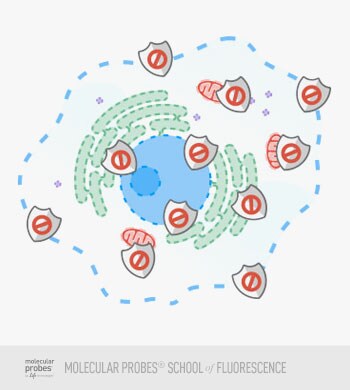 blocking agent works to prevent the primary or secondary antibody probe blocking agent works to prevent the primary or secondary antibody probe