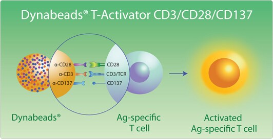 Ag-specific T cell expansion with Dynabeads T cell activators Diagram showing how Ag-specific T cells activate and expand after receiving specific stimuli from the Dynabeads magnetic beads anti-CD28, anti-CD3, and anti-CD137.