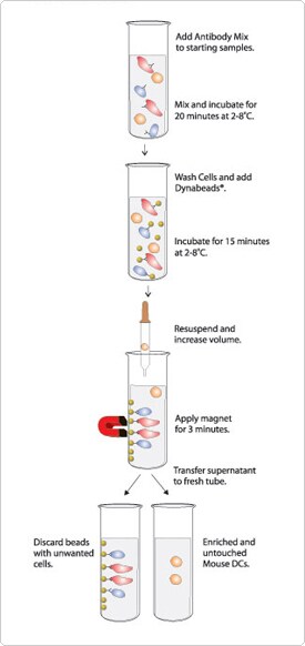 The principle of the Mouse Dendritic Cell enrichment process The principle of the Mouse Dendritic Cell enrichment process