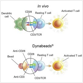 Diagram comparing in vivo activation and expansion with Dynabeads T cell activation Diagram comparing in vivo activation and expansion with Dynabeads T cell activation