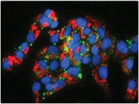Cytotoxicity assays Cytotoxicity cells