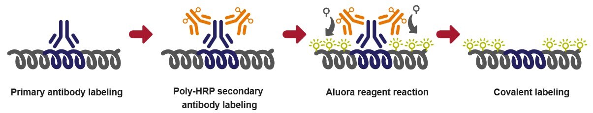 Aluora Spatial Amplification workflow Image of Aluora Spatial Amplification workflow