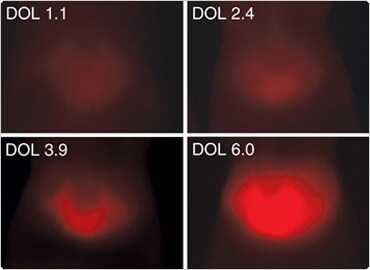 image.par.53951.image.370.270.1.bioprobes52-data-jpg.bioprobes52-data-jpg image.par.53951.image.370.270.1.bioprobes52-data-jpg.bioprobes52-data-jpg
