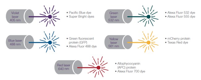 Laser wavelengths with common fluorescent proteins and select dyes Laser wavelengths with common fluorescent proteins and select dyes