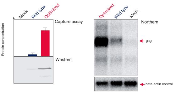 mRNA and protein yields of the HIV gag protein mRNA and protein yields of the HIV gag protein