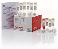 Anza restriction enzyme selection tool search page Anza restriction enzyme selection tool search page