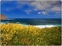 Bio-Based Chemicals Bio-Based Chemicals