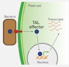 GeneArt Precision TALs GeneArt Precision TALs