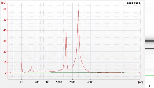 RNA isolated using a bead tube version of MagMAX Microbiome Ultra Nucleic Acid Isolation kit Bioanalyzer trace of human fecal total showing 16S and 23S rRNA peaks of human fecal total RNA isolated using a bead tube version of MagMAX Microbiome Ultra Nucleic Acid Isolation kit