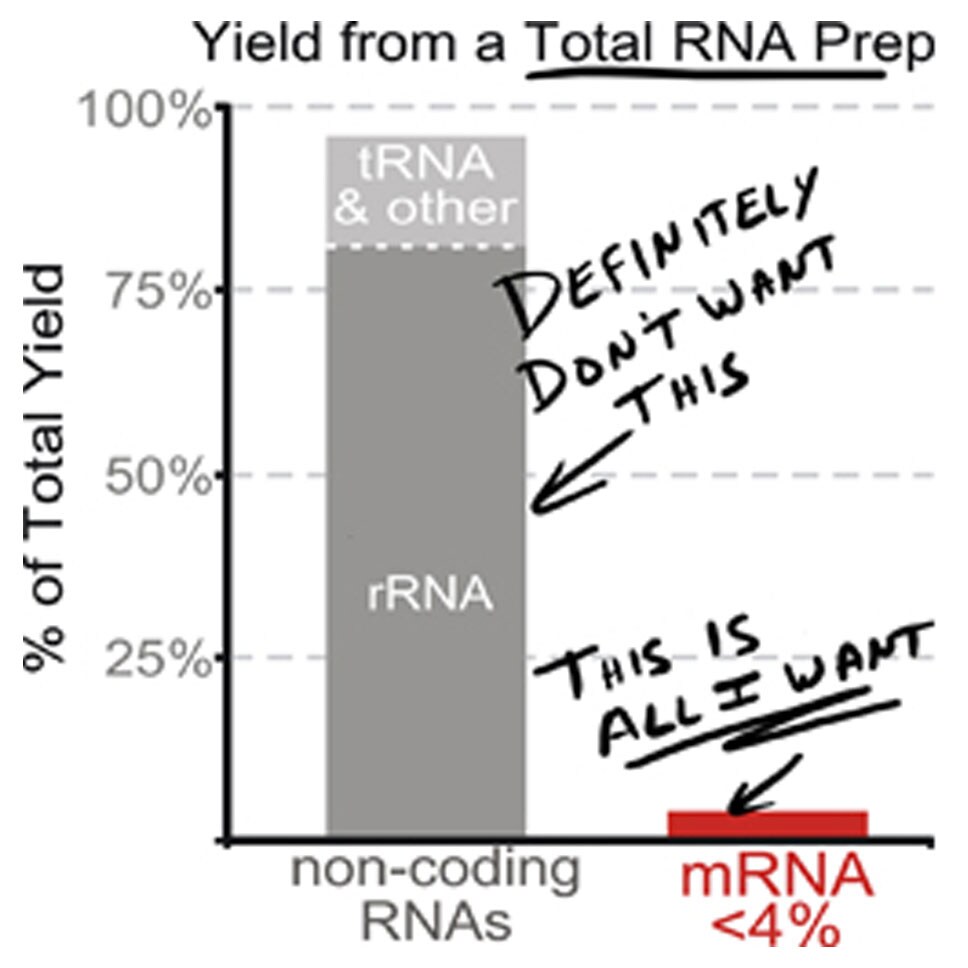 Yield from a Total RNA Prep