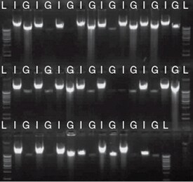 Real-time PCR results from GeneCatcher purified gDNA gel analysis of purified gDNA