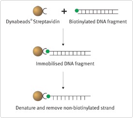 Sequence specific DNA capture Sequence specific DNA capture