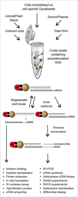 Dynabeads mRNA isolation leads to downstream applications How dynabeads mRNA isolation works