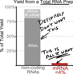 Yield from a Total RNA Prep Yields from a total RNA prep in a magnetic Isolation