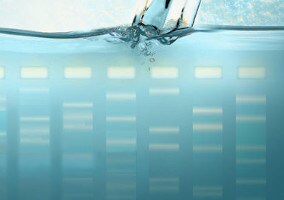 DNA electrophoresis reagents Nucleic acid fragments separated on a gel submerged in a buffer