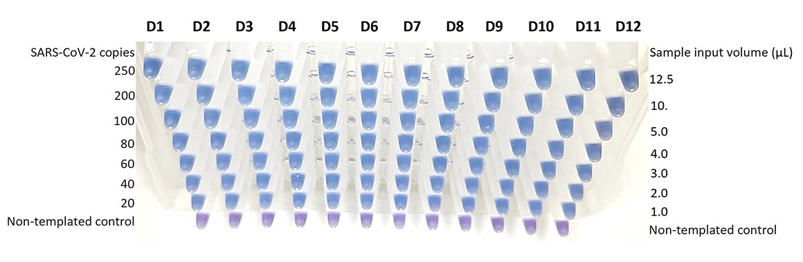 Invitrogen Colorimetric ReadiLAMP™ kit enables detection of 20 copies of SARS-CoV-2 per reaction. Positive blue color change observed in the presence of as few as 20 copies of SARS-CoV-2 per reaction when tested using 12 unique saliva samples.