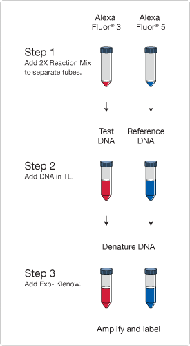 The BioPrime® Total Genomic Labeling System The BioPrime® Total Genomic Labeling System