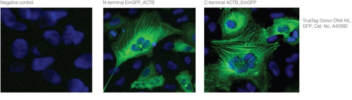 TrueTag Donor DNA knock-in results with C- or N-terminal GFP tagging of ACTB : Cell images of U2OS cells tagged on either the N- or C-terminus with GFP. Cells are counterstained with blue nuclear stain to identify all cells in the field