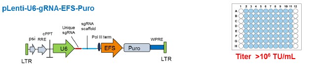 Lentiviral_CRISPR_Vectors_for_the_Arrayed_Library_b Lentiviral_CRISPR_Vectors_for_the_Arrayed_Library_b