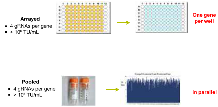 Figure 6. Library screening Figure 6. Library screening