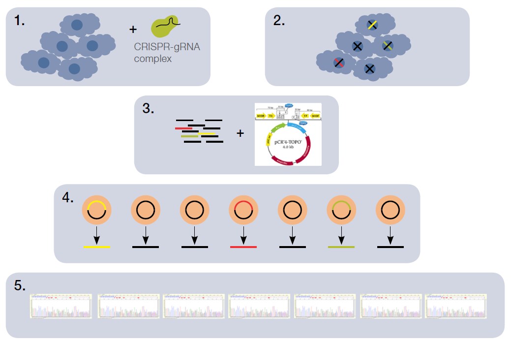 Figure 2. Steps for determining the efficiency of an edit using TOPO cloning and Sanger sequencing by CE Figure 2. Steps for determining the efficiency of an edit using TOPO cloning and Sanger sequencing by CE