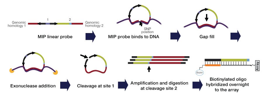 OncoScan CNV Assays Molecular Inversion Probe Technology OncoScan CNV Assays Molecular Inversion Probe Technology