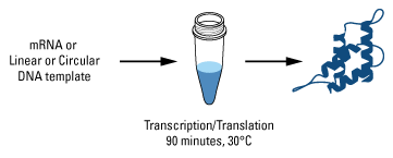 88881-002-Coupled-IVT-schem-361px 88881-002-Coupled-IVT-schem-361px