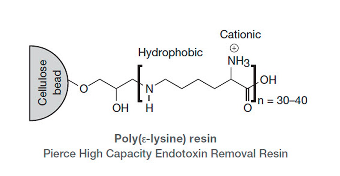 Molecular stick model of Pierce High Capacity Endotoxin Removal Resin Stick model of poly(ε-lysine) resin