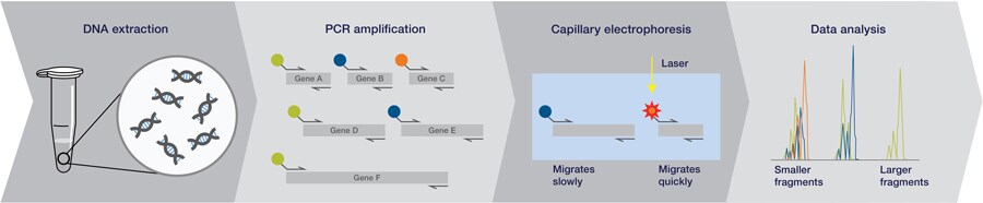 COL33196-Frag-analysis-Workflow-(1) COL33196-Frag-analysis-Workflow-(1)