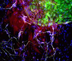 Antibodies for Pluripotent Stem Cell Detection Antibodies for Pluripotent Stem Cell Detection