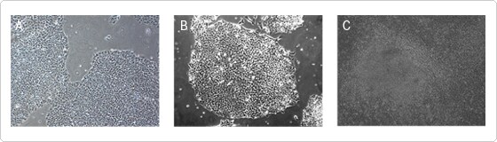 hESCs grown on CELLstart-coated dishes in STEMPRO hESC SFM exhibit normal morphology hESCs grown on CELLstart-coated dishes in STEMPRO hESC SFM exhibit normal morphology
