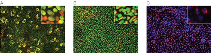 Immunofluorescence imaging results Three panel immunofluorescence imaging results showing expression of various markers in midgut/hindgut, pancreatic endoderm, and liver bud progenitors.