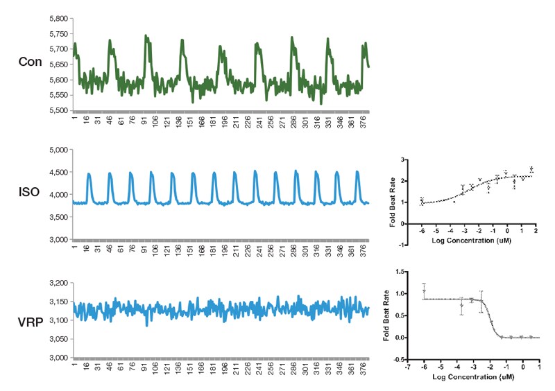 iPSCs differentiated for 14 days using the PSC Cardiomyocyte Differentiation Kit iPSCs differentiated for 14 days using the PSC Cardiomyocyte Differentiation Kit