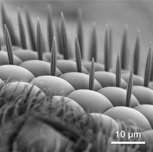 SEM image of a fly's eye SEM image of a fly's eye